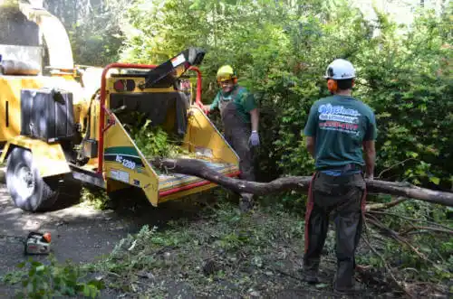 tree services Freedom